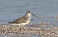 Curlew Sandpiper (Calidris ferruginea) photo