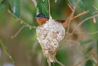 Madagascar Paradise-Flycatcher (Terpsiphone mutata) photo