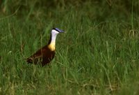 African Jacana - Actophilornis africanus