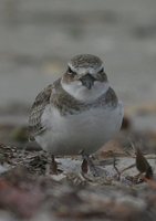 Wilson's Plover - Charadrius wilsonia