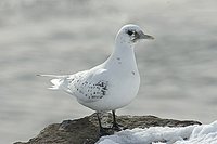 Ivory Gull - Pagophila eburnea