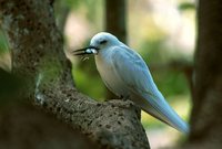 White Tern - Gygis alba