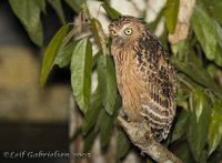 Buffy Fish-Owl - Ketupa ketupa