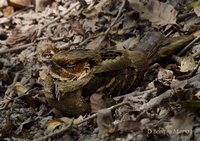 Large-tailed Nightjar - Caprimulgus macrurus