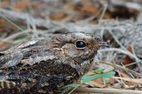 Madagascar Nightjar - Caprimulgus madagascariensis