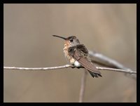 Buffy Hummingbird - Leucippus fallax