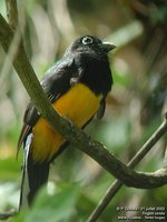 White-tailed Trogon - Trogon viridis