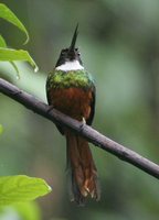 Rufous-tailed Jacamar - Galbula ruficauda