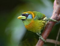 Red-headed Barbet - Eubucco bourcierii