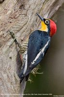 Yellow-fronted Woodpecker - Melanerpes flavifrons