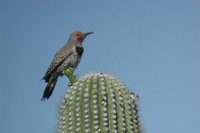 Gilded Flicker - Colaptes chrysoides