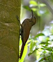 Northern Barred-Woodcreeper - Dendrocolaptes sanctithomae