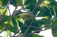 Yellow-throated Antwren - Myrmotherula ambigua