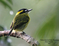 Yellow-browed Tody-Flycatcher - Todirostrum chrysocrotaphum