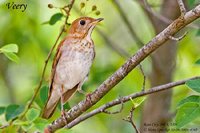 Veery - Catharus fuscescens