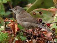 Sardinian Warbler - Sylvia melanocephala