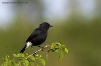 Pied Bushchat - Saxicola caprata