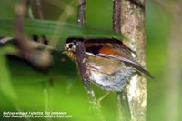 Rufous-winged Fulvetta - Alcippe castaneceps