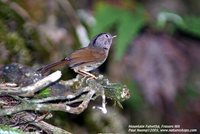 Mountain Fulvetta - Alcippe peracensis