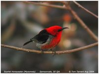 Scarlet Myzomela - Myzomela sanguinolenta