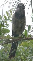 Florida Scrub-Jay - Aphelocoma coerulescens