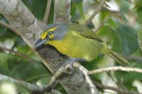 Slaty-capped Shrike-Vireo - Vireolanius leucotis