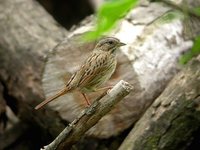 Lincoln's Sparrow - Melospiza lincolnii