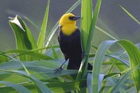 Yellow-hooded Blackbird - Chrysomus icterocephalus