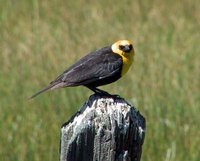 Yellow-headed Blackbird - Xanthocephalus xanthocephalus