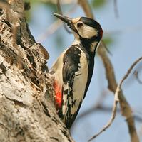 White-winged Woodpecker