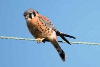 American Kestrel