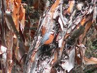Giant Conebill Flickr