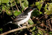 Great  antshrike