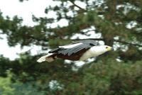 African Fish Eagle