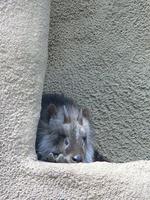 Japanese Serow in the corner Flickr