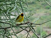 Speke's Weaver - Ploceus spekei