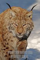 European lynx in snow stock photo