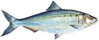 American Shad - Alosa sapidissima