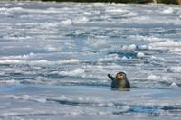 Phoca hispida Ringed seal