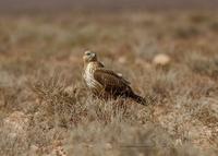 �rnv�k / long-legged buzzard (Buteo rufinus)