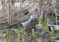 White-Brested Waterhen Amaurornis phoenicurus 흰배뜸부기