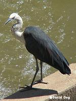 White-necked Heron