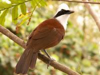 White-crested Laughing Thrush