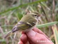 Pouillot à grands sourcils (Phylloscopus inornatus)