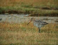 Black-tailed Godwit (Limosa limosa)