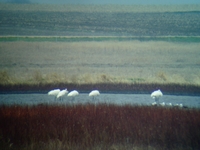 Whooping Cranes