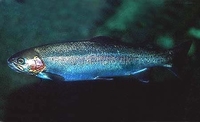 Cutthroat Trout Oncorhynchus clarki