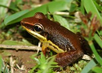 : Craugastor talamancae