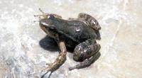 : Hyloxalus insulatus