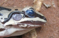 : Leptodactylus mystacinus; Moustached Frog